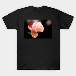 Water Droplets on a Pink Rose T-Shirt